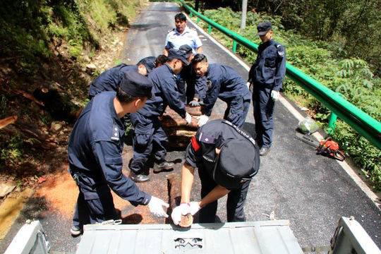 3年“謀殺”116株 四川最大紅豆杉盜伐案告破宣判