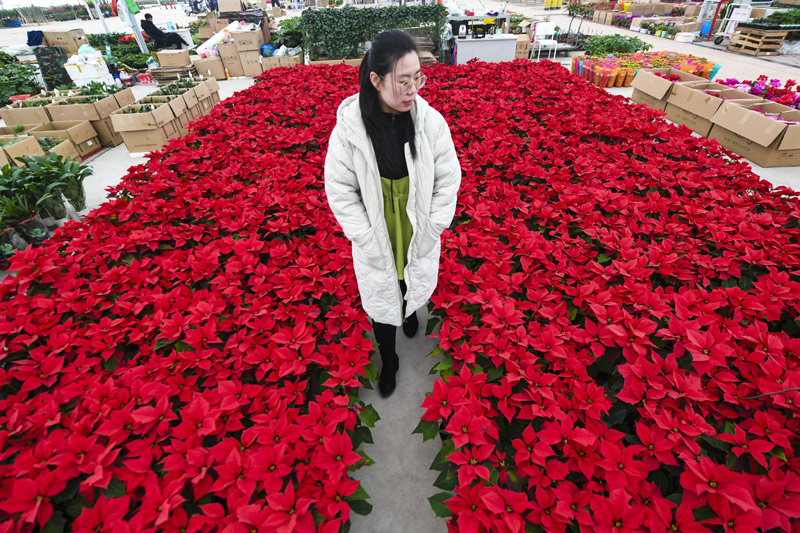 河北永清：新年將至花市火