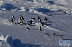 上海貨運公司-“雪龍兄弟”在企鵝群注視下穿越南極圈