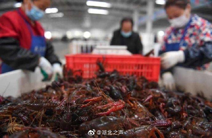 ▲湖北小龍蝦 圖片來源見水印